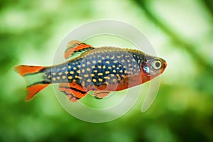 Danio margaritatus Freshwater fish, celestial pearl danio in the aquarium, is often as often referred as galaxy rasbora or Microra