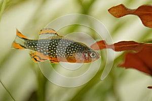 Danio margaritatus Freshwater fish, celestial pearl danio in the aquarium, is often as often referred as galaxy rasbora or Microra