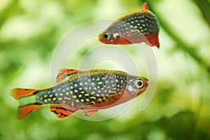 Danio margaritatus Freshwater fish, celestial pearl danio in the aquarium, is often as often referred as rasbora galaxy or Microra