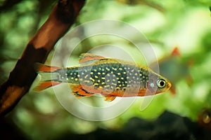 Danio margaritatus Freshwater fish, celestial pearl danio in the aquarium, rasbora galaxy or Microrasbora Galaxy. Animal aquascapi