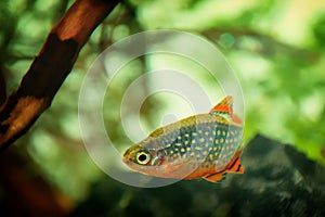 Danio margaritatus Freshwater fish, celestial pearl danio in the aquarium, rasbora galaxy or Microrasbora Galaxy. Animal aquascapi