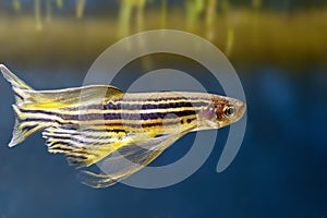 Danio rerio