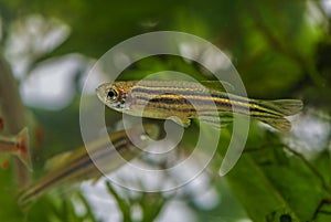 Danio rerio