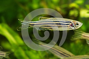 Danio rerio photo