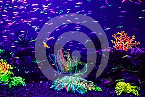 Danio rerio fish and neon corals