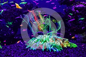 Danio rerio fish and neon corals