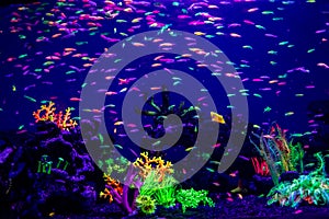 Danio rerio fish and neon corals