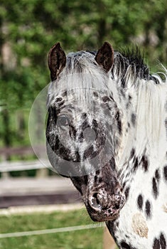 Danish breed Knabstrupper horse