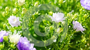 Danish Campanula flowers