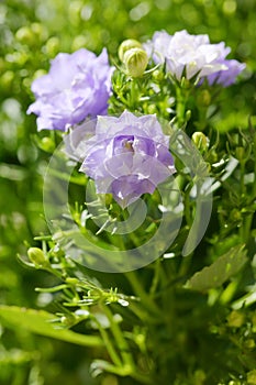 Danish Campanula flowers