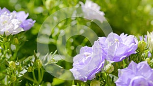 Danish Campanula flowers photo