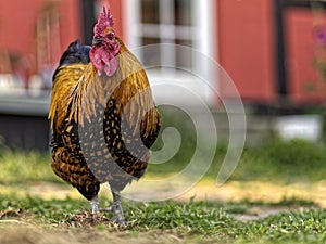 Danish Country Hen Rooster from the front