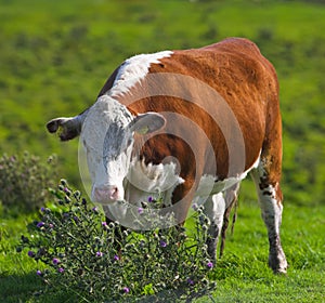 Danish cow in field