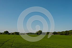 Danish field with trees in the background