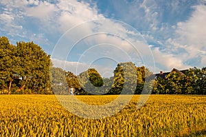 Danish field and trees
