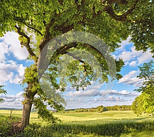 Danish forest in springtime. A photo of green and lush forest in springtime.