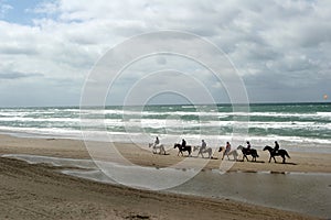 Danish horses on the beach