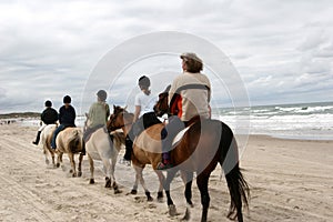 Danish horses on the beach