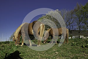 Danish Icelandic horses on grass photo