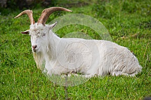 Danish Landrace Goat