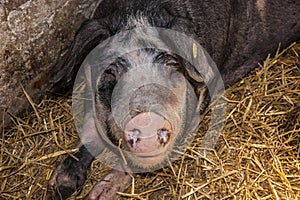 Danish Landrace Pig