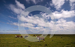 Danish marsh and cows