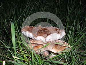 Mushrooms and grass