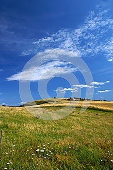 Danish summer landscape 1