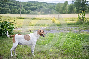 Danish-Swedish farm dog in the countryside of Ostergotland