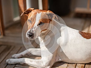 Danish Swedish Farmdog