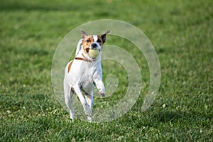 Danish Swedish Farmdog