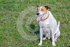 Danish Swedish Farmdog