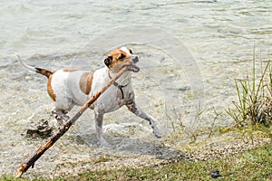 Danish Swedish Farmdog