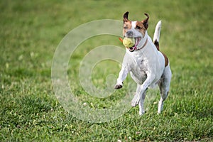 Danish Swedish Farmdog