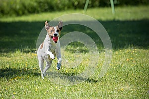 Danish Swedish Farmdog