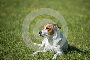 Danish Swedish Farmdog