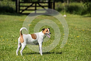 Danish Swedish Farmdog