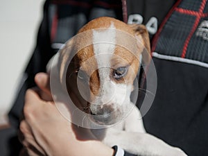 Danish Swedish Farmdog puppy