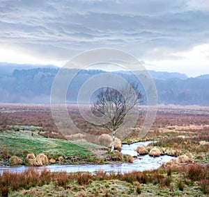 Danish wetland - Rebild National Park. Morning nature - marsh land. A wet muddy ground too soft to support a heavy body