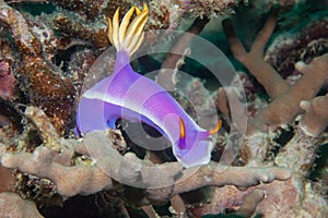 Danjugan sea slug Hypselodoris bullocki