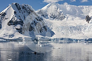 Danko Island - Antarctic Peninsula - Antarctica