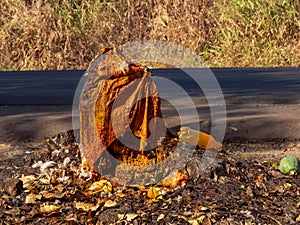 Dankoli, Benin - sacred place where voodoo ceremonies takes place