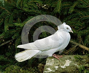 Dantzig Flying Pigeon