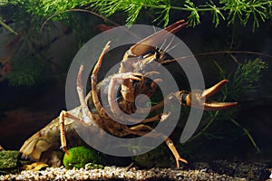 Danube crayfish female big claw in threaten pose, hornwort vegetation coldwater biotope aquarium, wildcaught