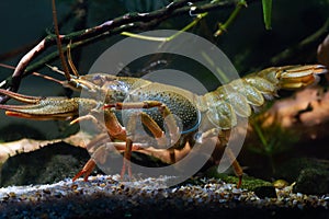 Danube crayfish move on walking legs, cheliped, tergum and telson, gravel substrate, European planted biotope aqua