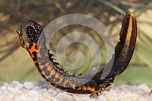 The Danube crested newt or Danube newt (Triturus dobrogicus) male in natural habitat underwater