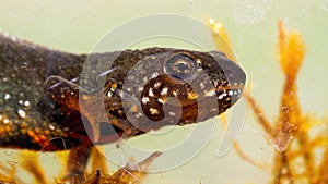 Danube crested newt diving underwater in close up.