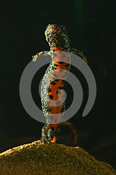 Danube crested newt, Triturus dobrogicus photo