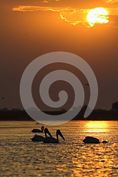 Danube Delta, Donaudelta