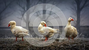 Danube Delta Dunarii Romania wildlife nature birds natural life three goose